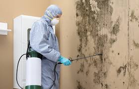 Why You Should Choose Our Mold Remediation Services in Ashland, MO